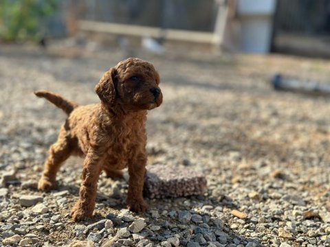 Toy poodle