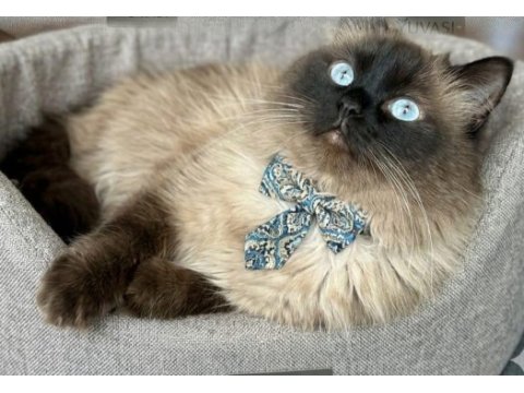 Güzel ragdoll çocuğa yuva