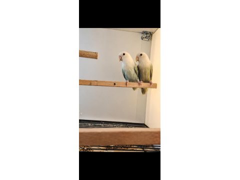 Üst vasıf mutasyon sevda papağanı takımlar kaçırmayın