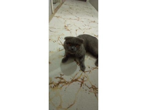 Scottish fold