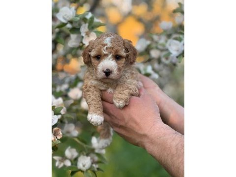 Mükemmel kalite maltipoo yavrular için geç kalmayın
