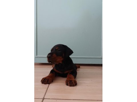 Üst düzeyde a şecere a kalite doberman