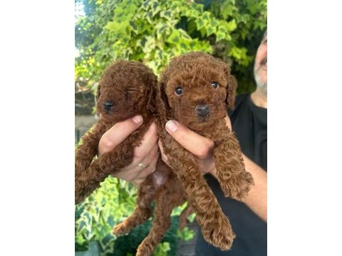 Poodle yavrular