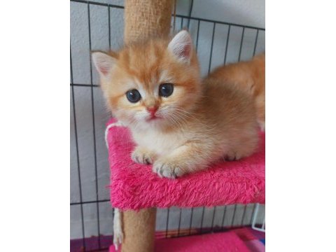 Safkan british shorthair secereli gold