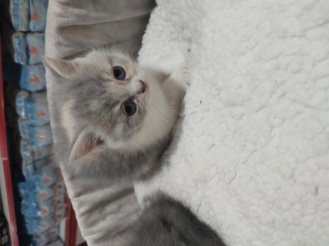 2 aylık bebiş kediler