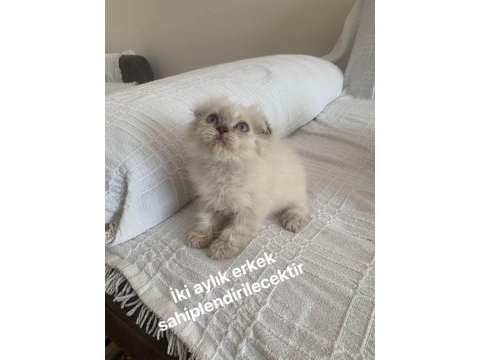 Yeni yuva arıyor british longhair
