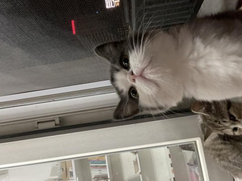 British yavrular
