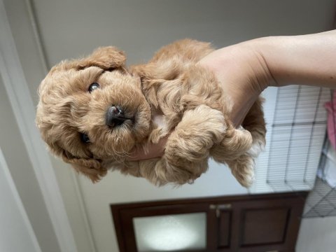 1 aylık poodle dişi