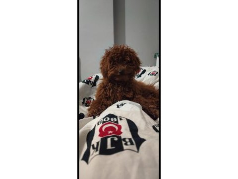 Toy poodle dişi yavru 7 aylık