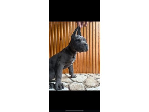 Cane corso ırkının en iyilerini ben isteyenlere