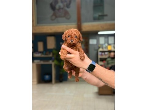 Kaliteli poodle bebekler
