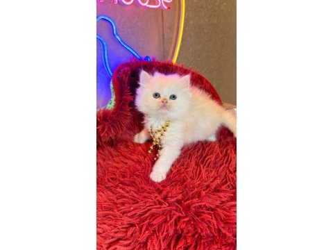 Safkan british shorthair ve scottish fold yavrular