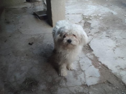 Terrier cinsi dişi köpeğimiz