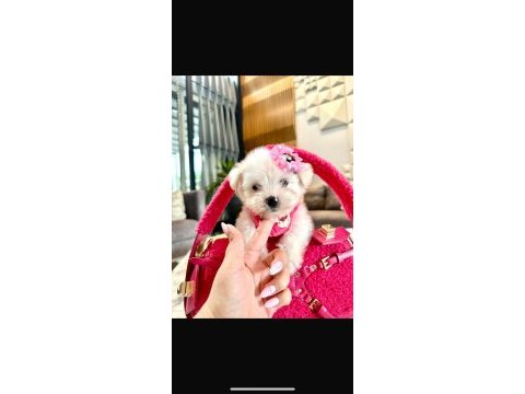 Tatlı mı tatlı korea maltese terrier cep boy