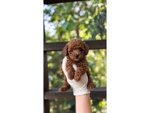 Toypoodle kore kan üst kalite yavrular 