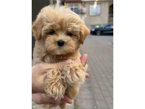 Sağlık ve ırk garantili kore maltipoo