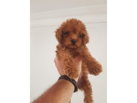 23 haziran doğumlu poodle bebekler