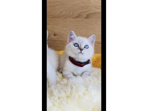 Show kalite maviş point british shorthair bebeğim 