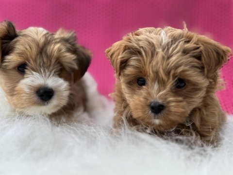 Petmode köpek çiftliğinden tea cup morkie
