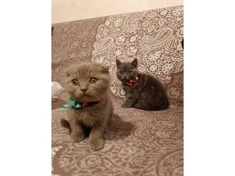 Safkan (gri british ve lilac scottish) kardeşler