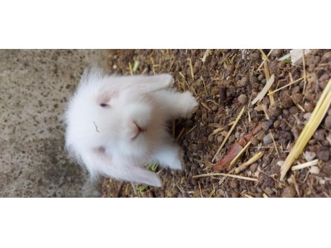 Hollanda lop tavşanlar