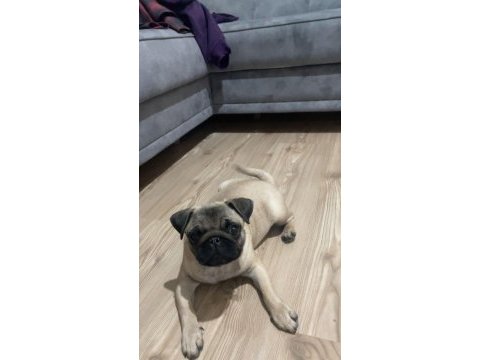 Pug cinsi 3.5 aylık dişi köpek (eşyalarıyla beraber)