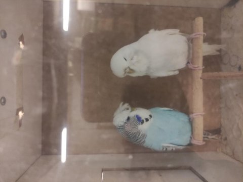Şov jumbo muhabbet kuşumuz