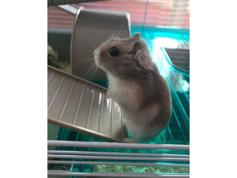 Hamster-gonzales yavrularımız heryere gönderim