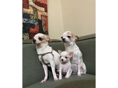 İzmir chihuahua teacup yavrular