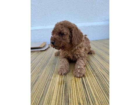 F2 maltipoo sıfır tüy dökülmesi