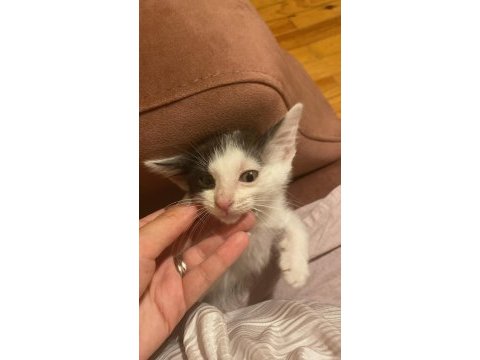 Acil annesi terk eden yavru kedimize yuva olur musunuz?