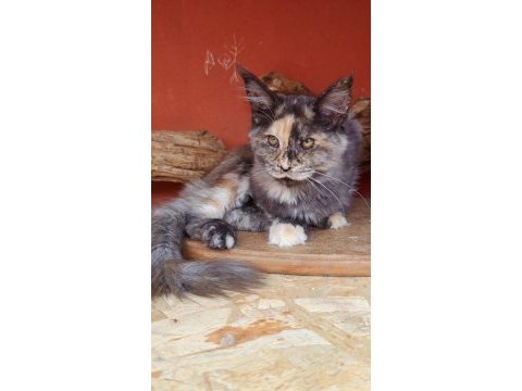 Maine coon kedimiz