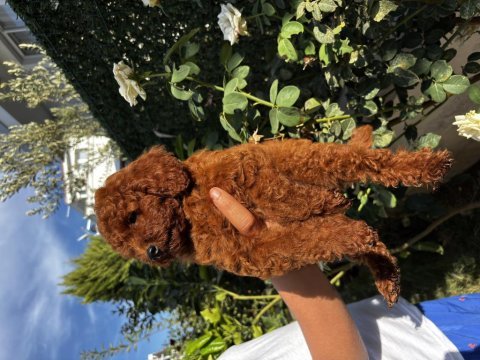 Sağlıklı ırk garantili erkek yavru poodle
