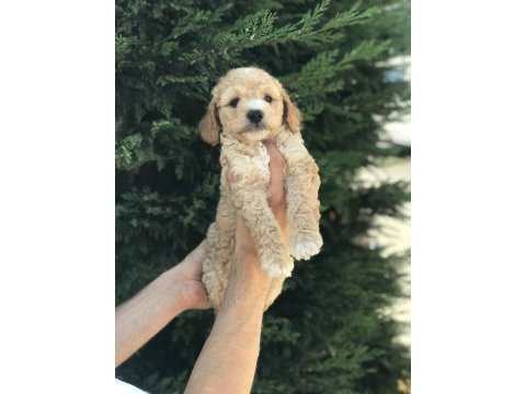 Poodle ayarında harika maltipoo yavruları