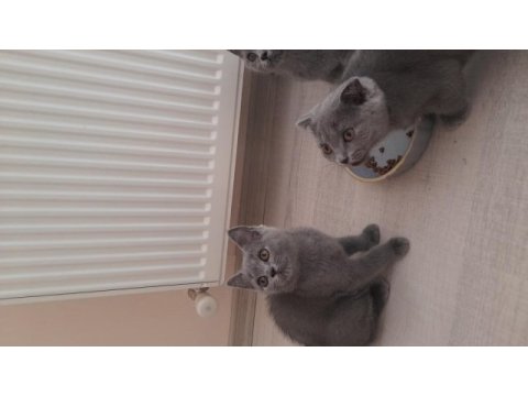 2 british, 1 scottish fold 3 aylık yavru sahiplendirme