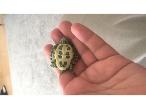 Singapur kaplumbağa evinizin yeni dostu