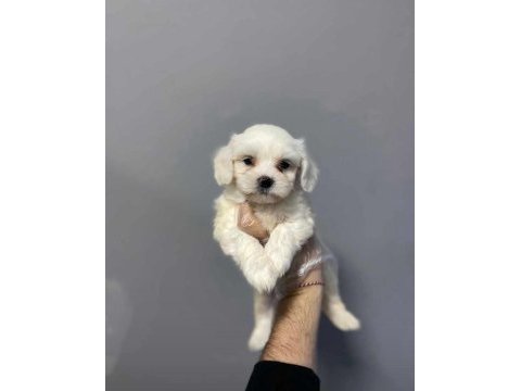 Kore maltese a class