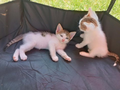 Dikkat kalbinizi çalmaya geldiler pamuk çocuk kediler