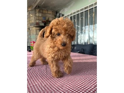 A kalite toy poodle yavrularımız