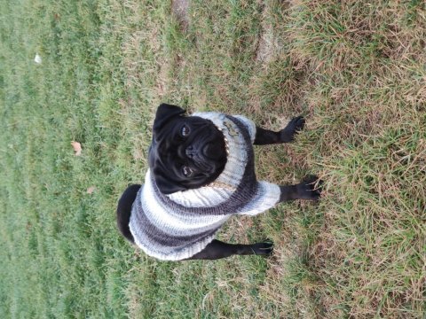 3 yaşında dişi orjinal pug mops