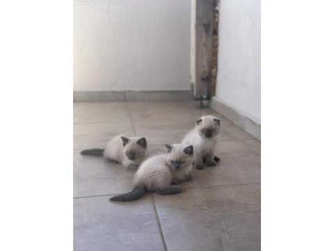 Scottish shorthair ve british shorthair blue point