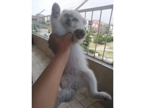 Sütten yeni kesilmiş scottish fold yavrular