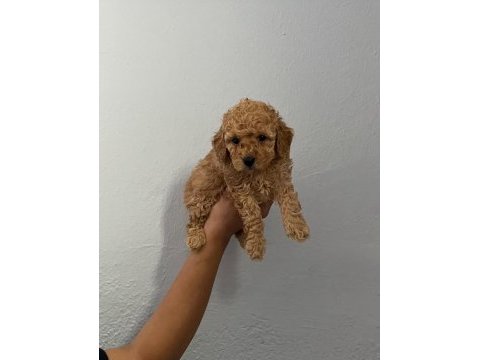 Orjinal toy poodle