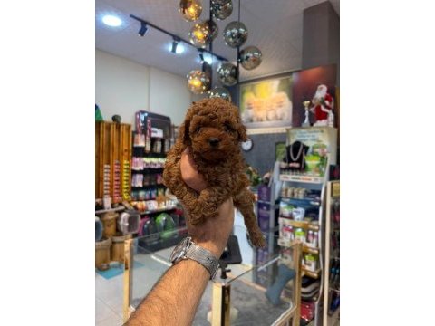 Safkan toy poodle yavrular