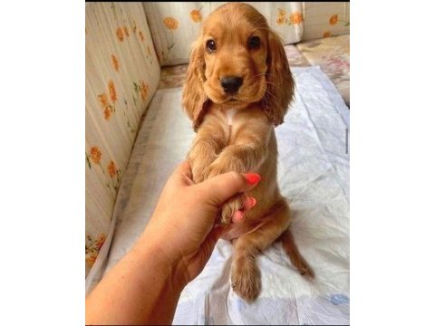 Amerikan cocker köpeklerimiz gelip görerek alabilirsiniz