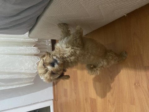 Maltipoo 2 aylık yavru acil iç dış parazitleri yapıldı