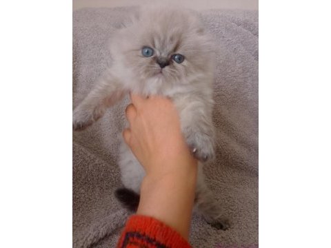 Yakışıklı bir erkek scottish fold