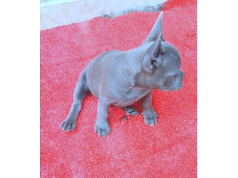 Mükemmel anatomi blue quad erkek french bulldog yavru