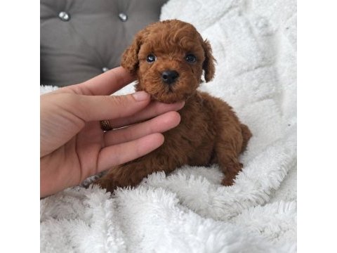 Toy poodle yavrular veteriner kontrollü