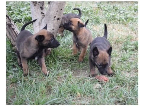 A kalite dişi malinois yavrular